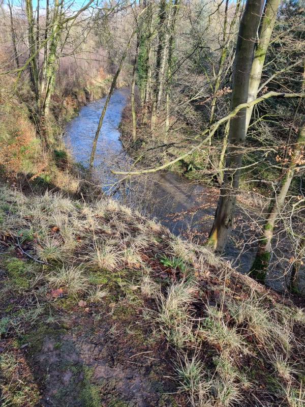 Black Devon at Back Wood