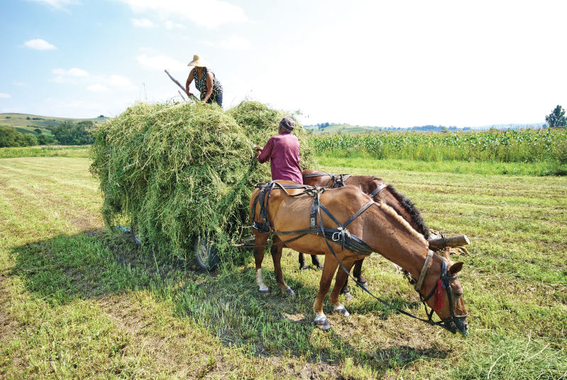 cart and horses