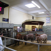 Kildean Market