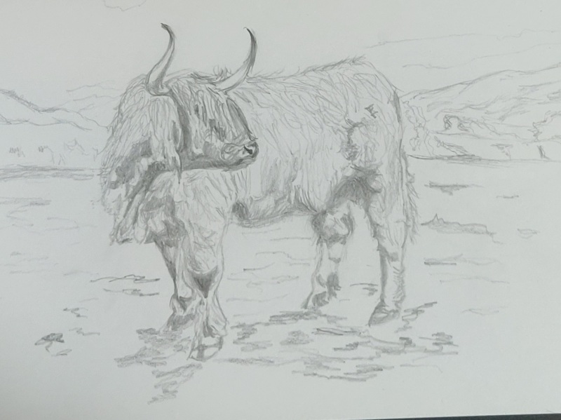 Cow