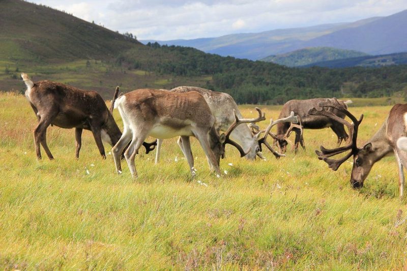 Reindeer Grazing